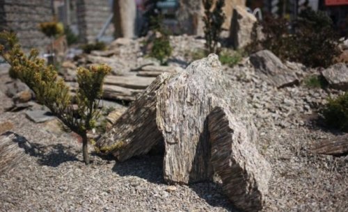Soliter - Zkamenělé dřevo