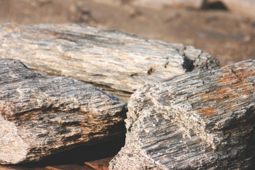 Dřevo zkamenělé lusové