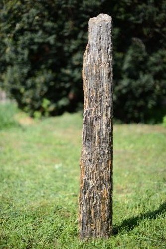 Zkamenělé dřevo špilka